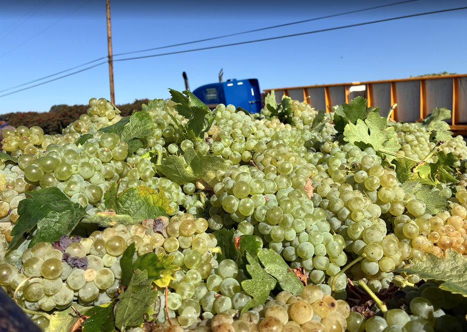 https://tierralunacellars.com/wp-content/uploads/2025/09/H5.png