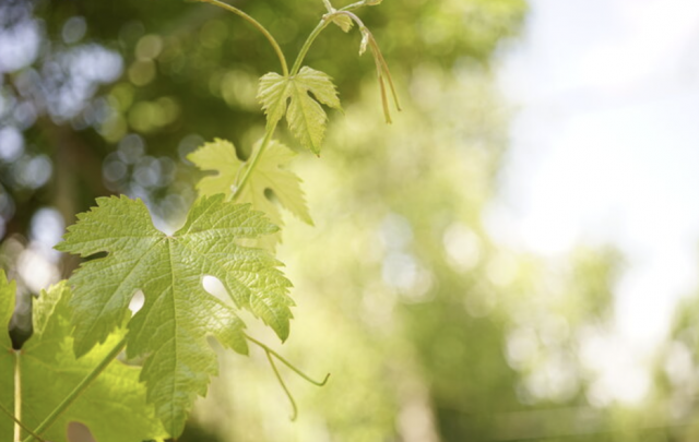 grape leaves
